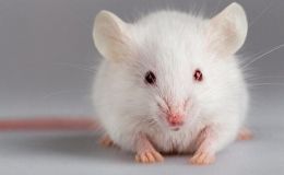 鼠肝纤维化模型