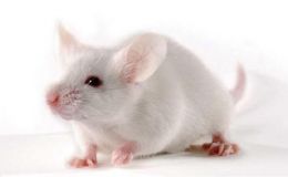 Mouse肝原位瘤