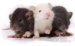 Mouse肝原位瘤药效评估