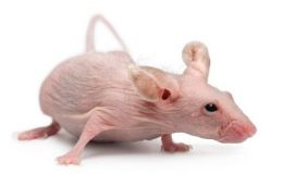 裸鼠腹水瘤药效评估