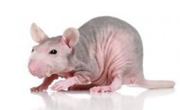 裸鼠肺转移瘤药效评估