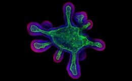 小鼠正常类器官模型构建