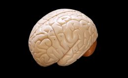 IPS诱导脑类器官