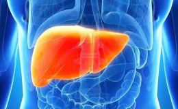 IPS诱导肝类器官