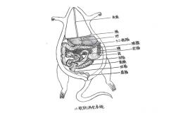 小鼠小肠类器官