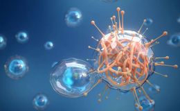 免疫细胞表型与增殖分析