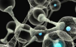 类器官全外显子测序（WES）