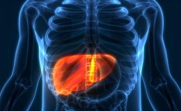 药物肝脏毒性评价