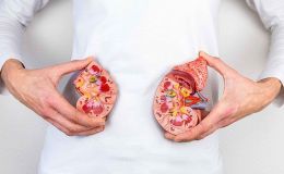 药物肾脏毒性评价