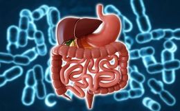 药物胃肠道毒性评价