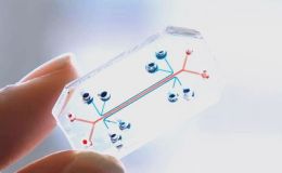 血管化肾脏类器官芯片