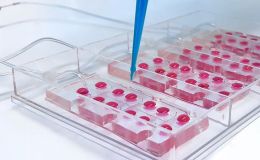 血脑屏障脑类器官芯片