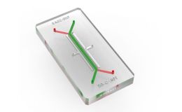 肠屏障肠类器官芯片