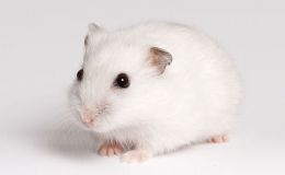 PDOX模型构建与表征