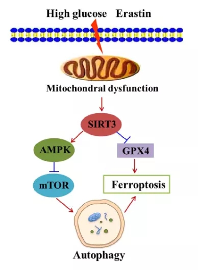 sirt3的信號通路涉及自噬‐依賴性鐵凋亡.