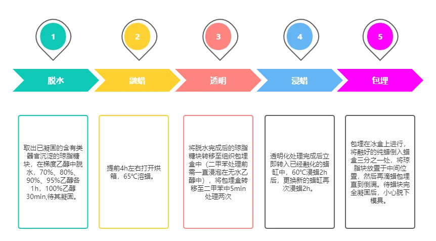 1757926965941037.png 包埋切片.png