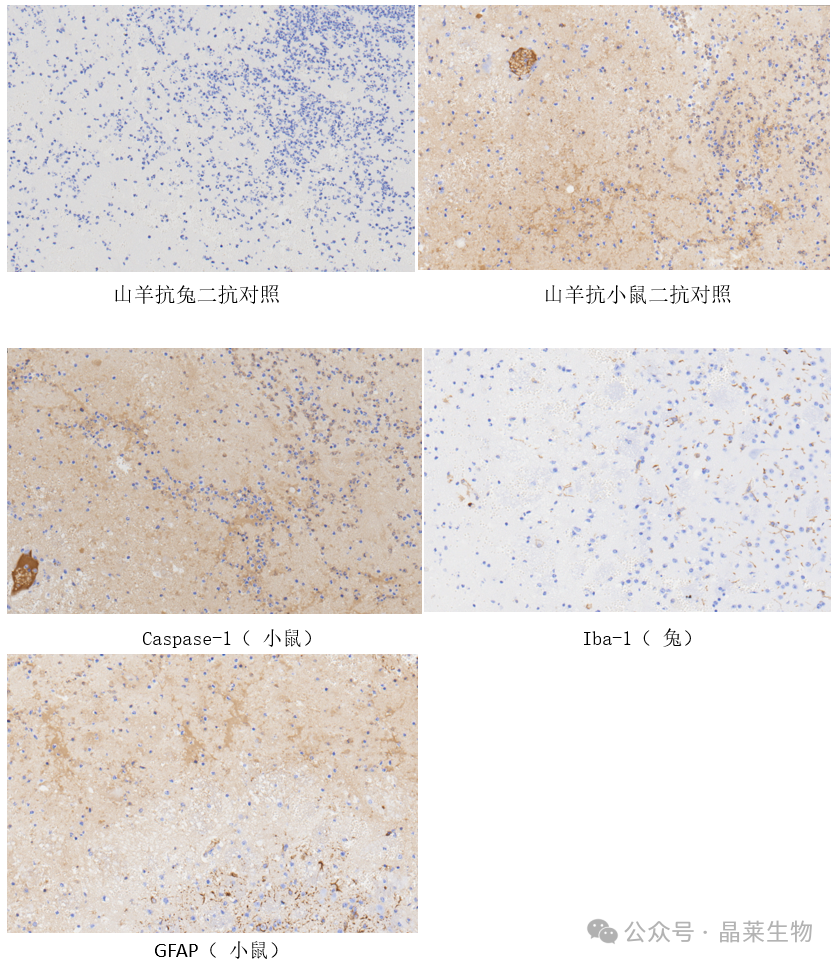 1766973086482987.png 02.png