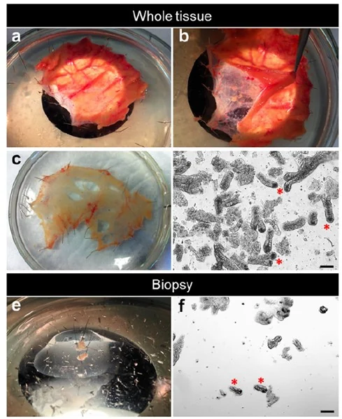 format,f_auto (3).jpg