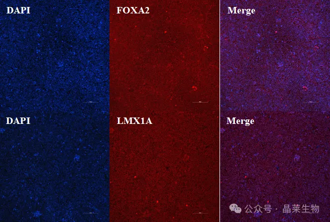 1789537963727741.png 2.png